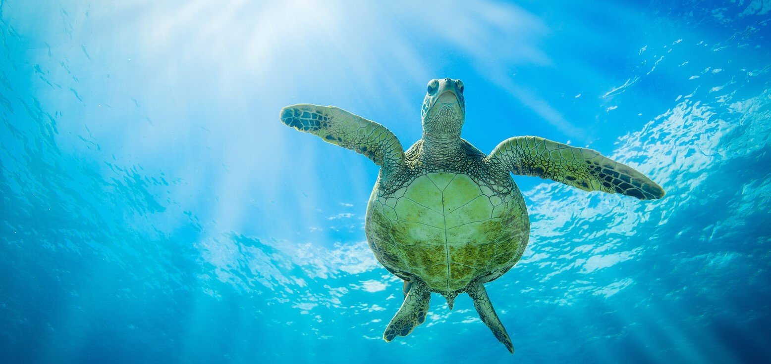 Is your exfoliator good for the environment? - Dianne Caine Australia